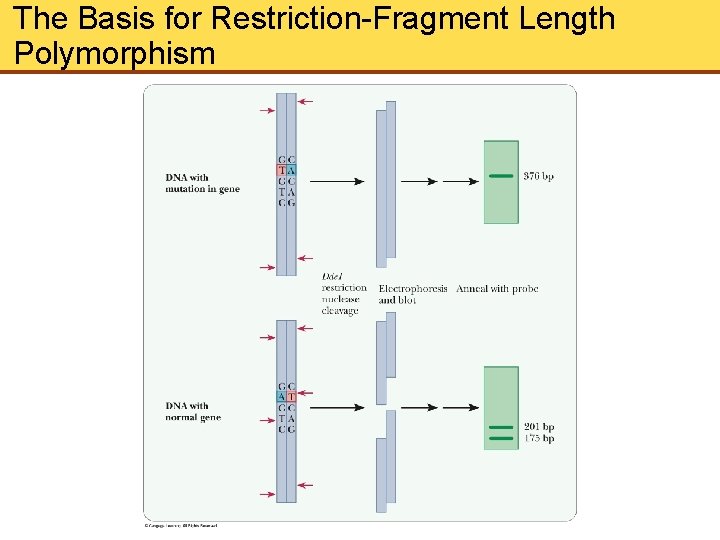 The Basis for Restriction-Fragment Length Polymorphism 