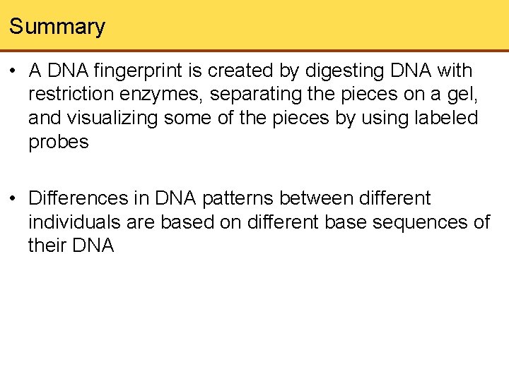 Summary • A DNA fingerprint is created by digesting DNA with restriction enzymes, separating