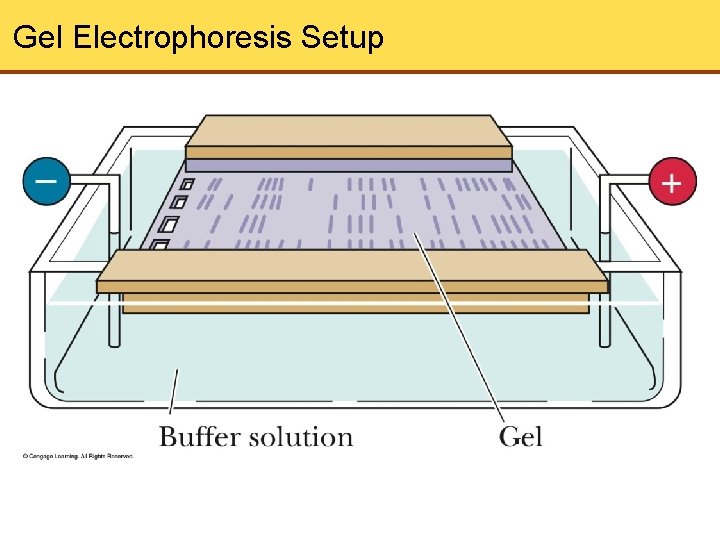 Gel Electrophoresis Setup 