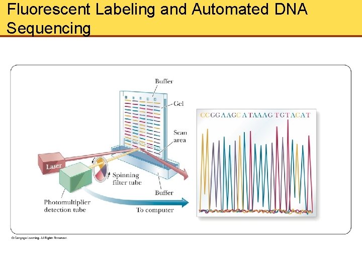 Fluorescent Labeling and Automated DNA Sequencing 
