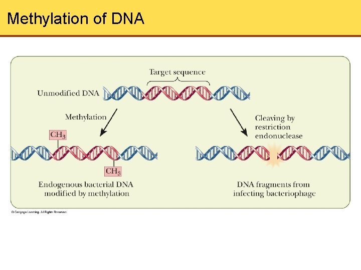 Methylation of DNA 
