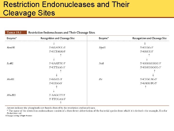Restriction Endonucleases and Their Cleavage Sites 