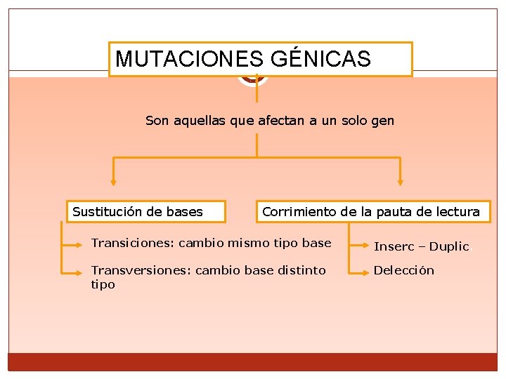 MUTACIONES GÉNICAS Son aquellas que afectan a un solo gen Sustitución de bases Corrimiento