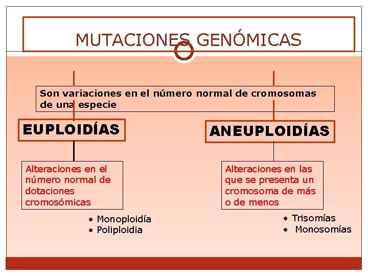 MUTACIONES GENÓMICAS Son variaciones en el número normal de cromosomas de una especie EUPLOIDÍAS
