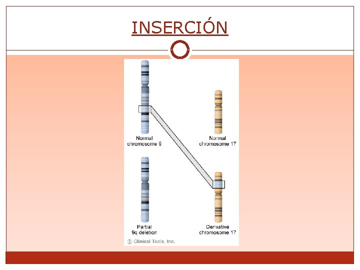INSERCIÓN 