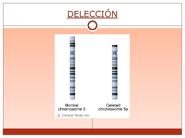 DELECCIÓN 