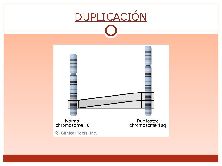 DUPLICACIÓN 