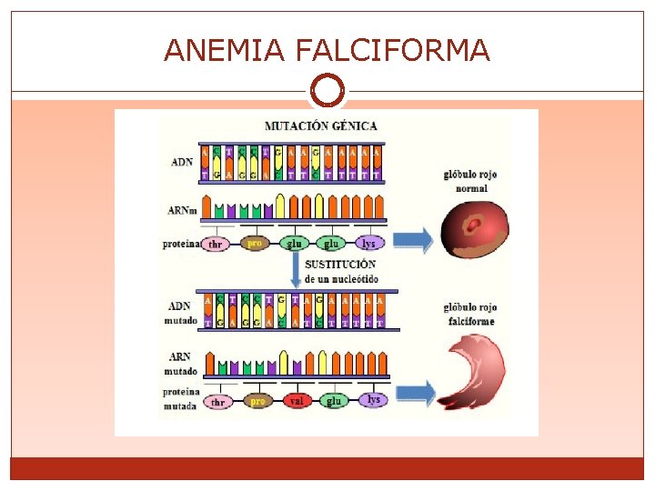 ANEMIA FALCIFORMA 