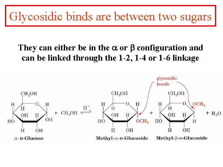 Glycosidic binds are between two sugars They can either be in the a or