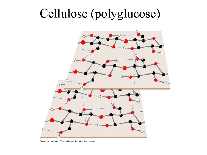 Cellulose (polyglucose) 