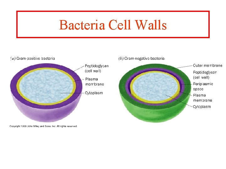 Bacteria Cell Walls 