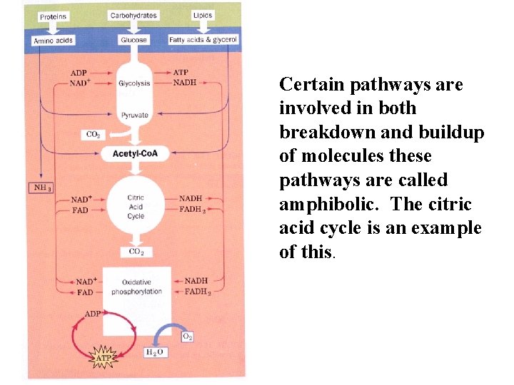 Certain pathways are involved in both breakdown and buildup of molecules these pathways are