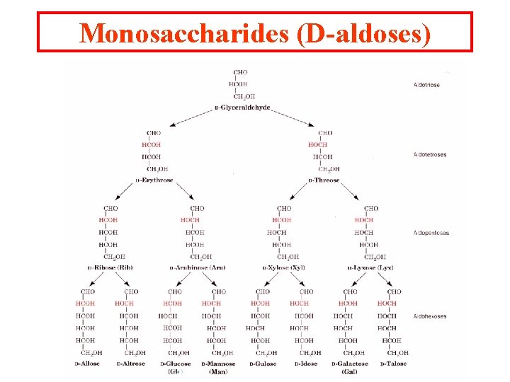 Monosaccharides (D-aldoses) 