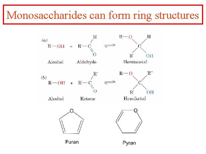 Monosaccharides can form ring structures 