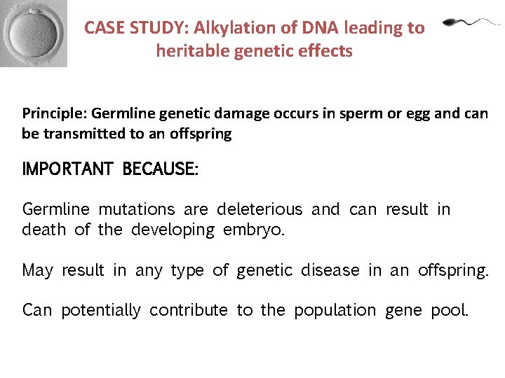 CASE STUDY: Alkylation of DNA leading to heritable genetic effects Principle: Germline genetic damage