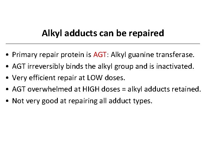 Alkyl adducts can be repaired • • • Primary repair protein is AGT: Alkyl