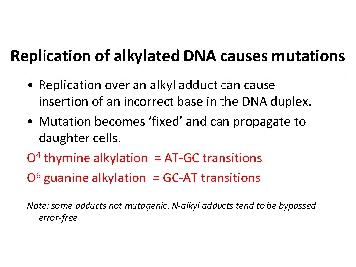 Replication of alkylated DNA causes mutations • Replication over an alkyl adduct can cause