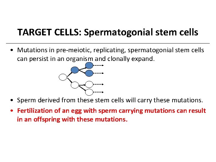 TARGET CELLS: Spermatogonial stem cells • Mutations in pre-meiotic, replicating, spermatogonial stem cells can