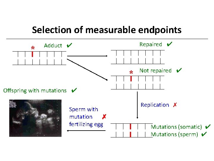 Selection of measurable endpoints * Repaired ✔ Adduct ✔ * Not repaired ✔ Offspring