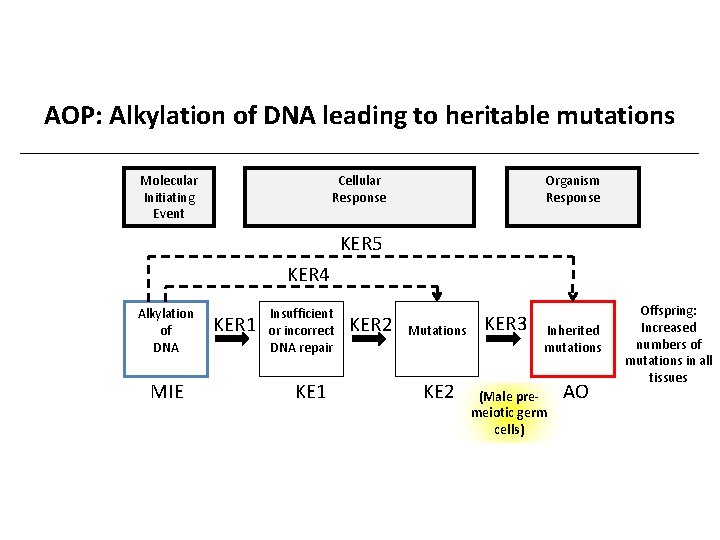 AOP: Alkylation of DNA leading to heritable mutations Molecular Initiating Event Cellular Response Organism