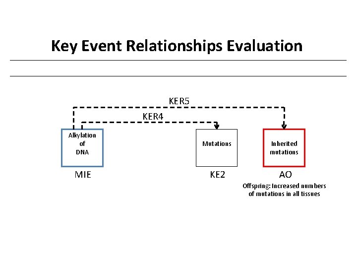 Key Event Relationships Evaluation KER 5 KER 4 Alkylation of DNA Mutations Inherited mutations