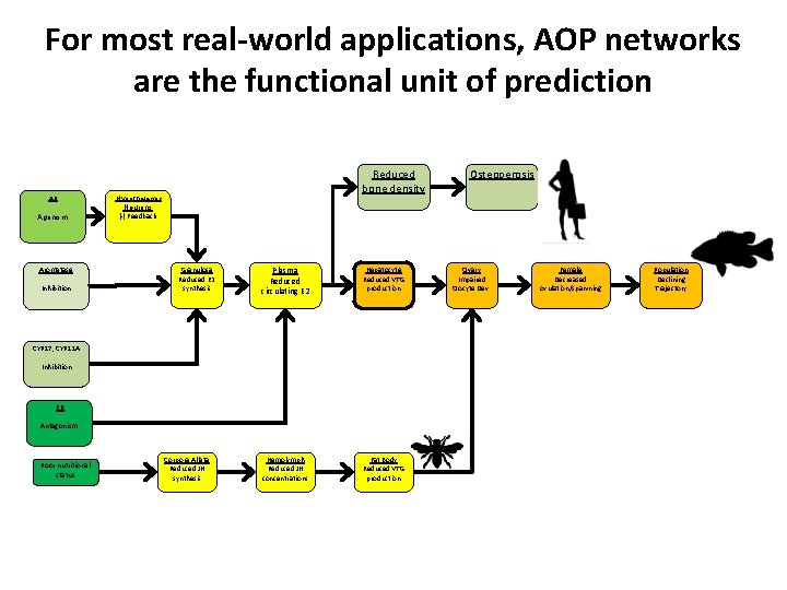 For most real-world applications, AOP networks are the functional unit of prediction AR Agonism