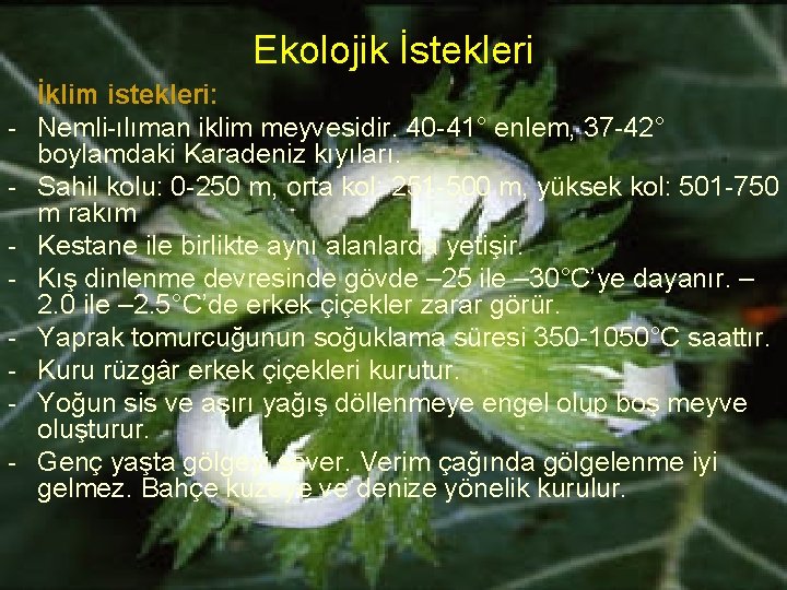 Ekolojik İstekleri - İklim istekleri: Nemli-ılıman iklim meyvesidir. 40 -41° enlem, 37 -42° boylamdaki