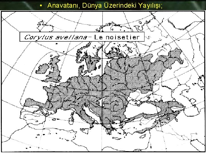  • Anavatanı, Dünya Üzerindeki Yayılışı; 