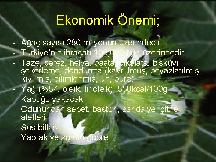 Ekonomik Önemi; - Ağaç sayısı 280 milyonun üzerindedir. - Türkiye’nin ihracatı 100, 000 t’un