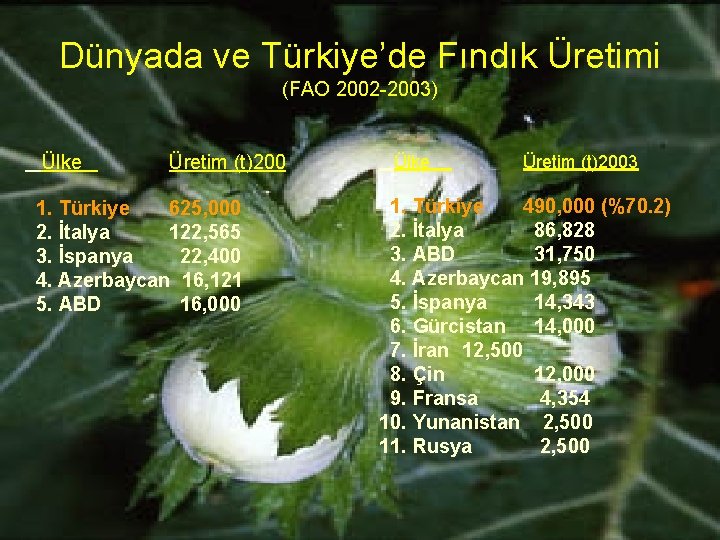 Dünyada ve Türkiye’de Fındık Üretimi (FAO 2002 -2003) Ülke Üretim (t)200 1. Türkiye 625,