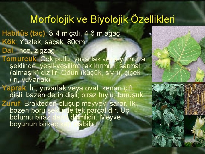 Morfolojik ve Biyolojik Özellikleri Habitüs (taç): 3 -4 m çalı, 4 -6 m ağaç