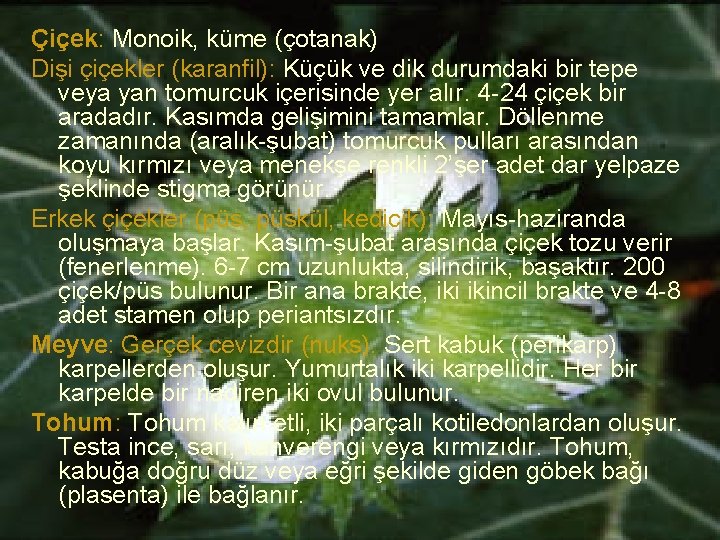 Çiçek: Monoik, küme (çotanak) Dişi çiçekler (karanfil): Küçük ve dik durumdaki bir tepe veya