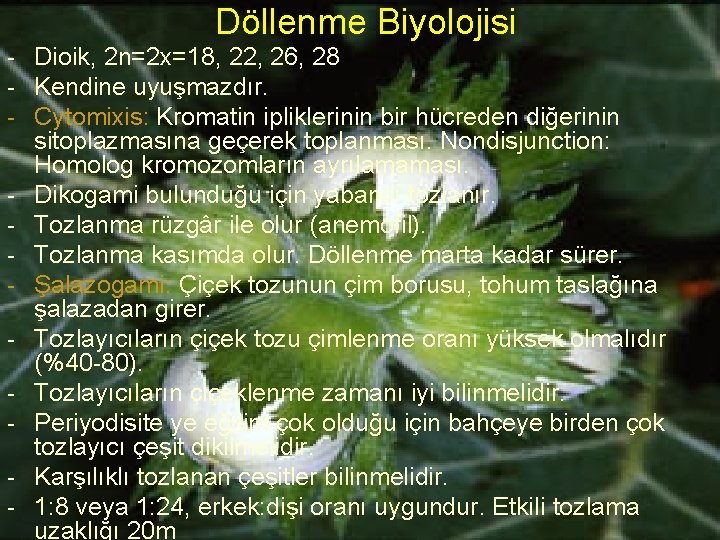 Döllenme Biyolojisi - Dioik, 2 n=2 x=18, 22, 26, 28 - Kendine uyuşmazdır. -