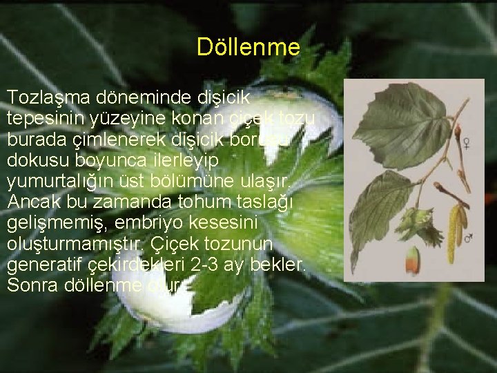 Döllenme Tozlaşma döneminde dişicik tepesinin yüzeyine konan çiçek tozu burada çimlenerek dişicik borusu dokusu