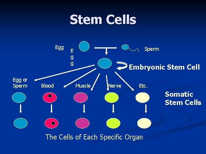 Stem Cells Egg or Sperm Blood Sperm E g g Embryonic Stem Cell Muscle