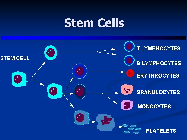 Stem Cells T LYMPHOCYTES STEM CELL B LYMPHOCYTES ERYTHROCYTES GRANULOCYTES MONOCYTES PLATELETS 