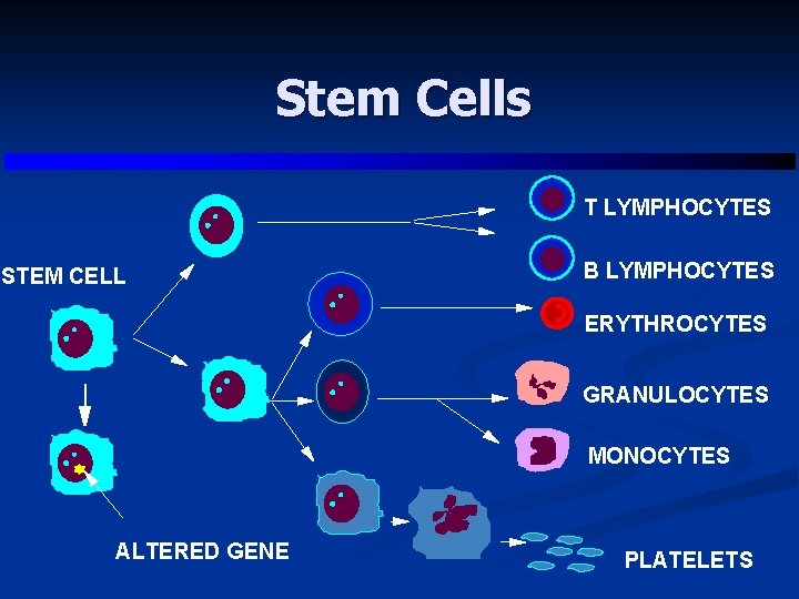 Stem Cells T LYMPHOCYTES STEM CELL B LYMPHOCYTES ERYTHROCYTES GRANULOCYTES MONOCYTES ALTERED GENE PLATELETS