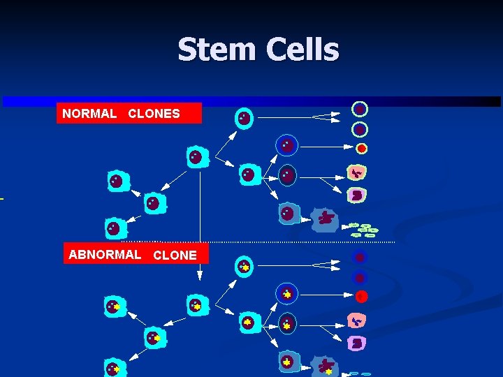 Stem Cells NORMAL CLONES ABNORMAL CLONE 