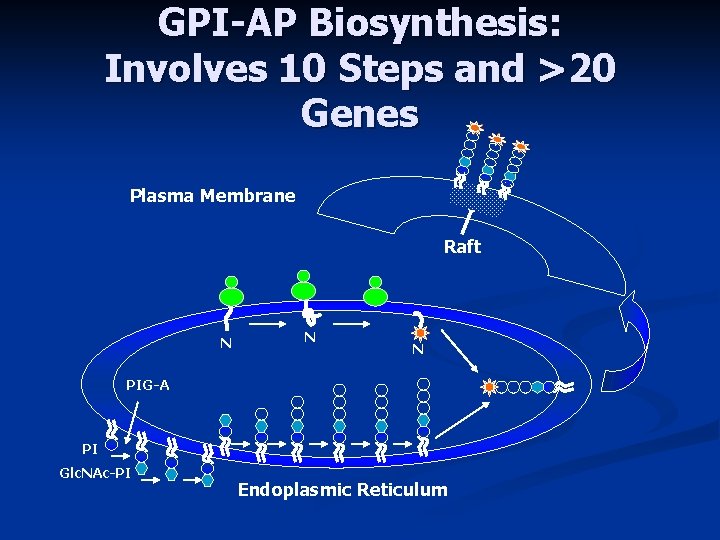 GPI-AP Biosynthesis: Involves 10 Steps and >20 Genes Plasma Membrane Raft N N N