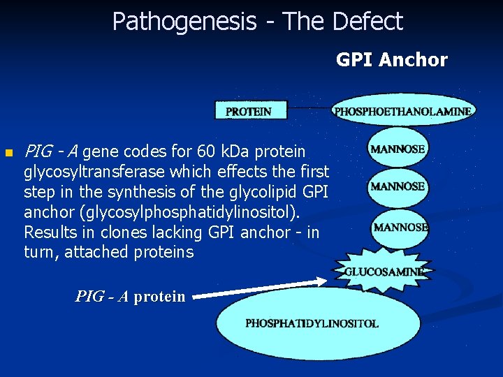 Pathogenesis - The Defect GPI Anchor n PIG - A gene codes for 60