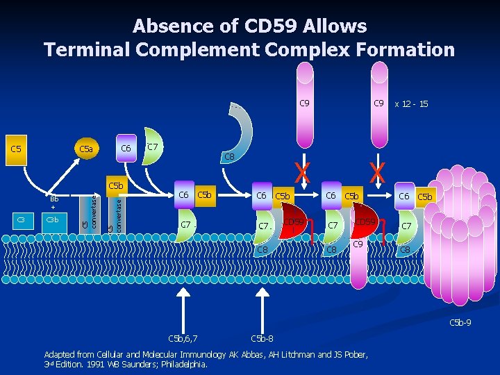 Absence of CD 59 Allows Terminal Complement Complex Formation C 5 a C 5