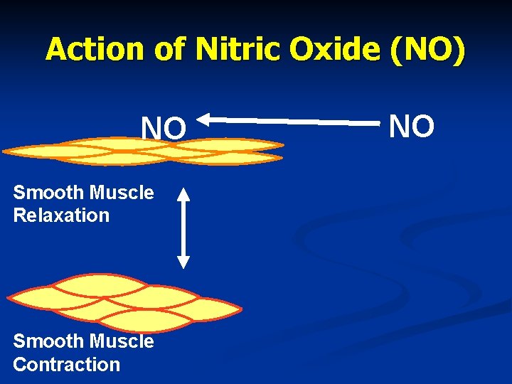 Action of Nitric Oxide (NO) NO Smooth Muscle Relaxation Smooth Muscle Contraction NO 