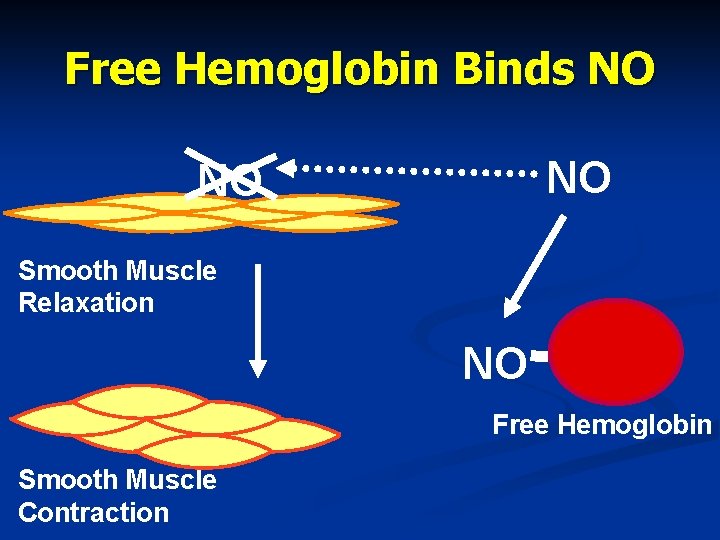 Free Hemoglobin Binds NO NO NO Smooth Muscle Relaxation NO Free Hemoglobin Smooth Muscle