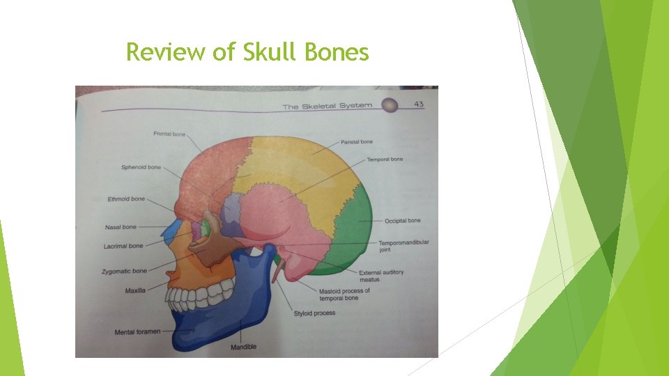 Review of Skull Bones 
