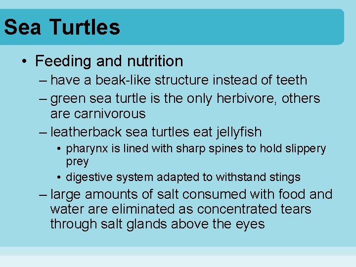 Sea Turtles • Feeding and nutrition – have a beak-like structure instead of teeth