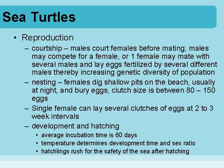 Sea Turtles • Reproduction – courtship – males court females before mating; males may