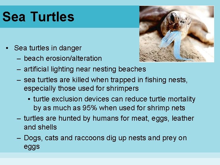 Sea Turtles • Sea turtles in danger – beach erosion/alteration – artificial lighting near