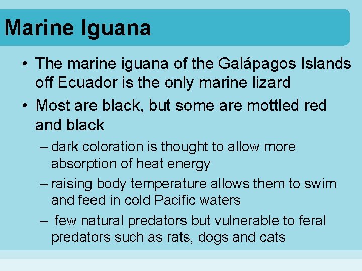 Marine Iguana • The marine iguana of the Galápagos Islands off Ecuador is the