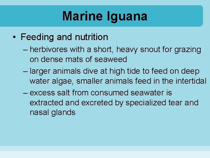 Marine Iguana • Feeding and nutrition – herbivores with a short, heavy snout for