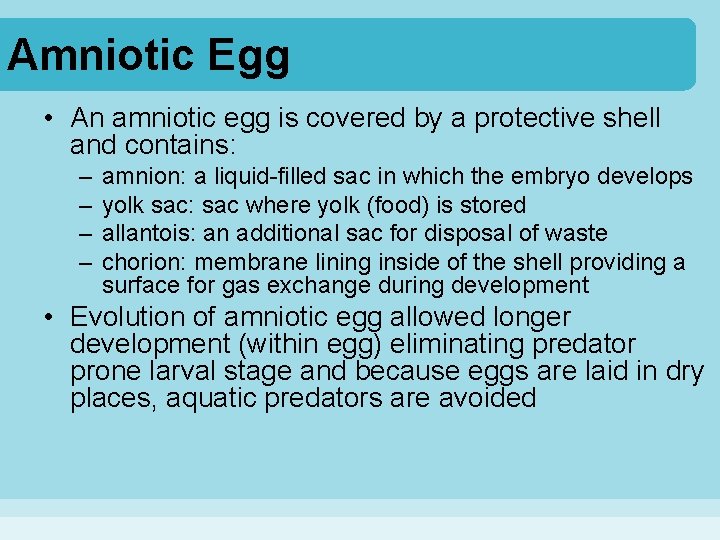Amniotic Egg • An amniotic egg is covered by a protective shell and contains: